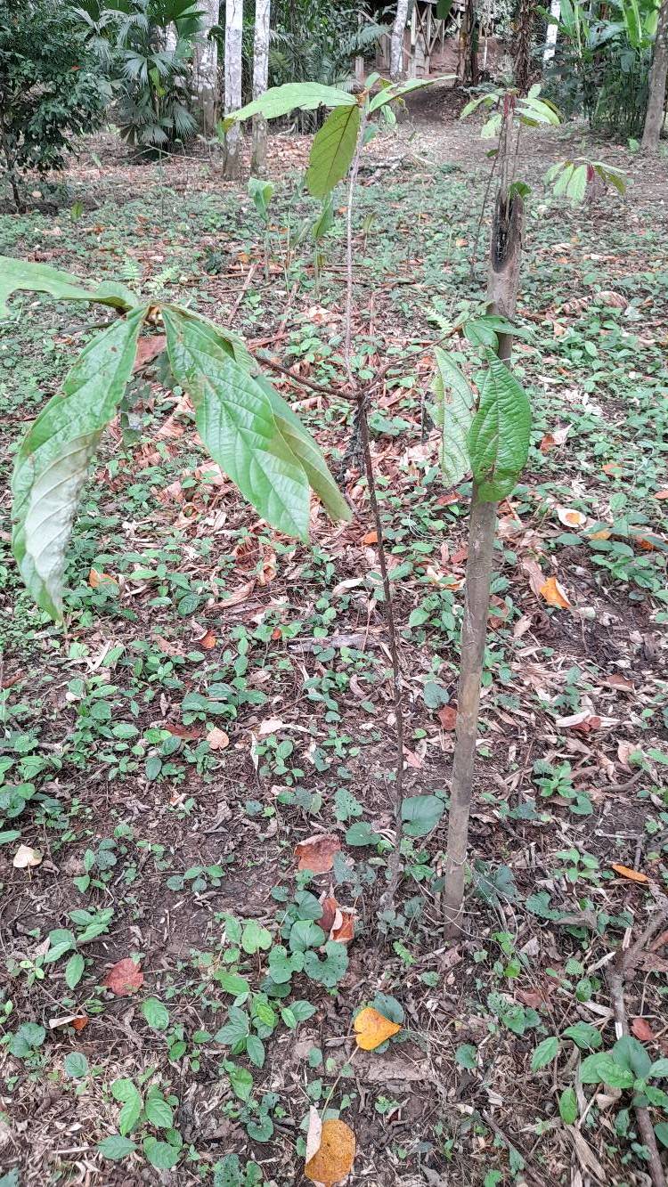 tree