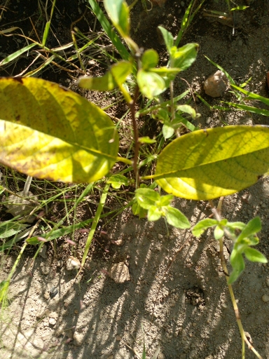 tree
