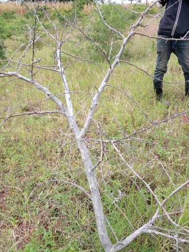 tree