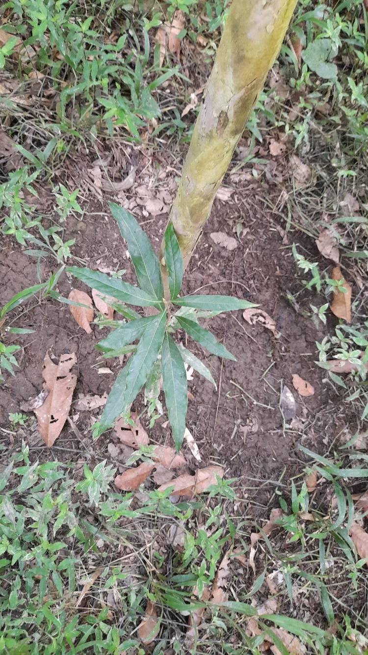 tree