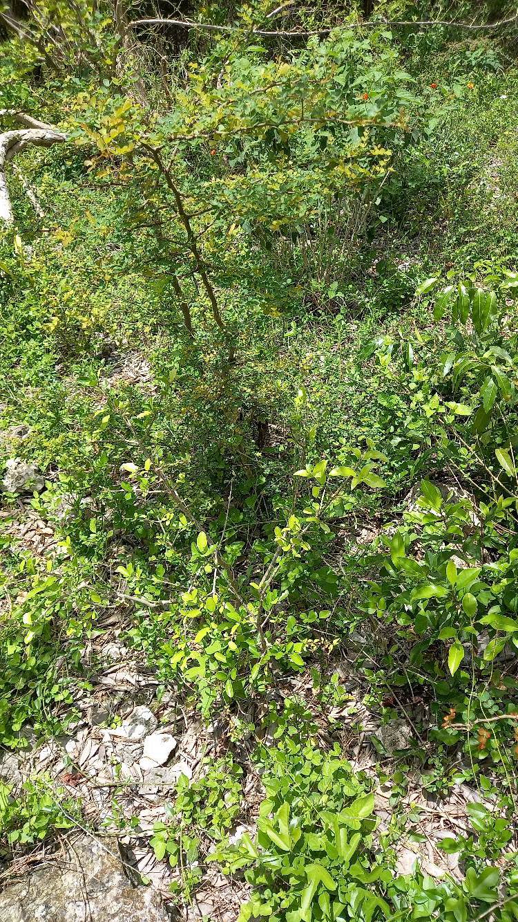 tree