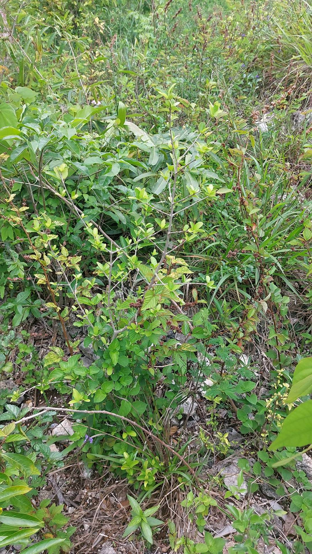 tree