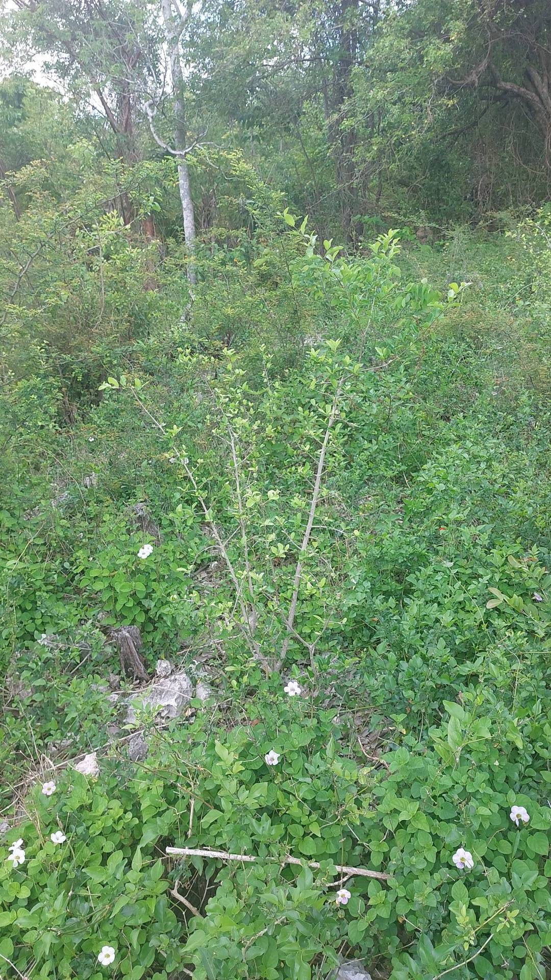 tree
