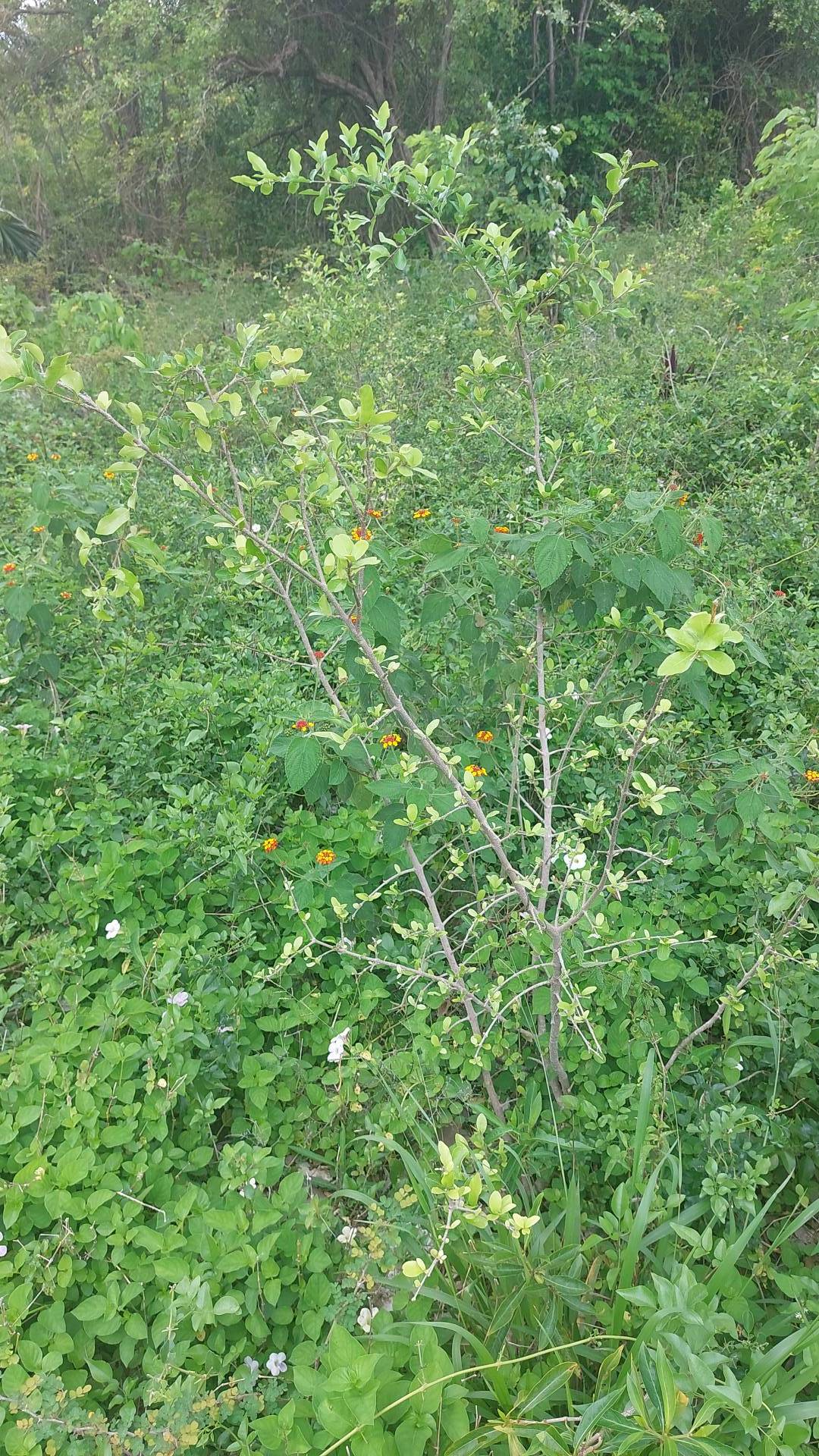 tree