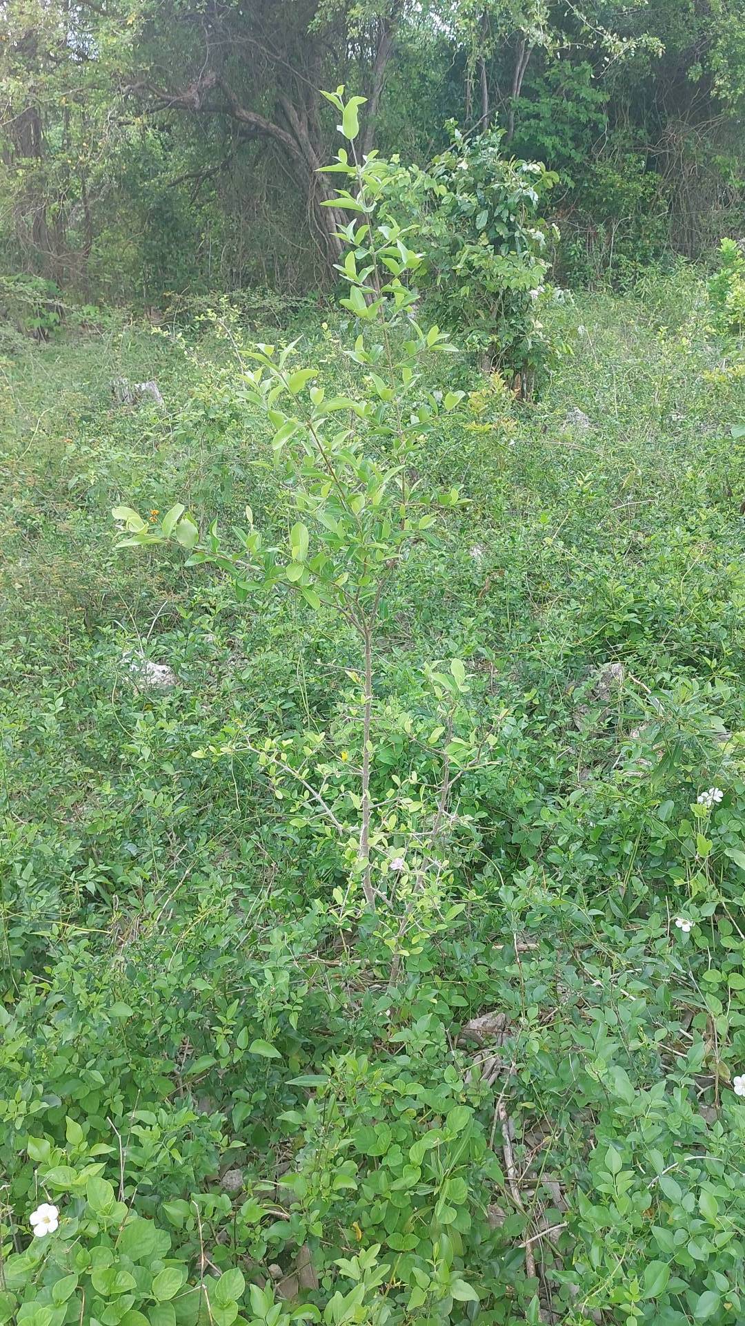 tree