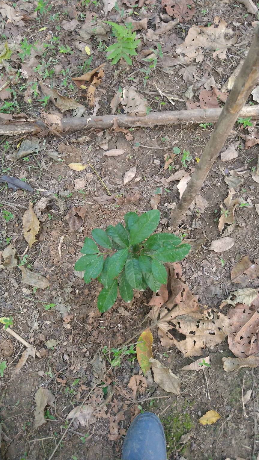 tree