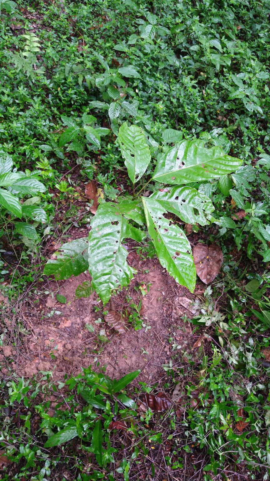 tree