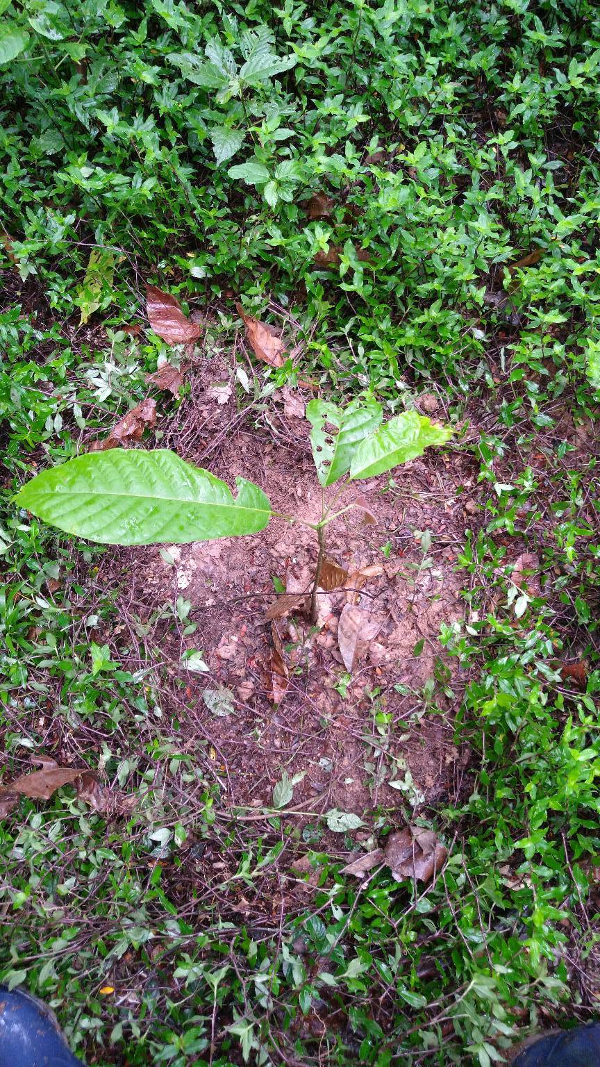 tree