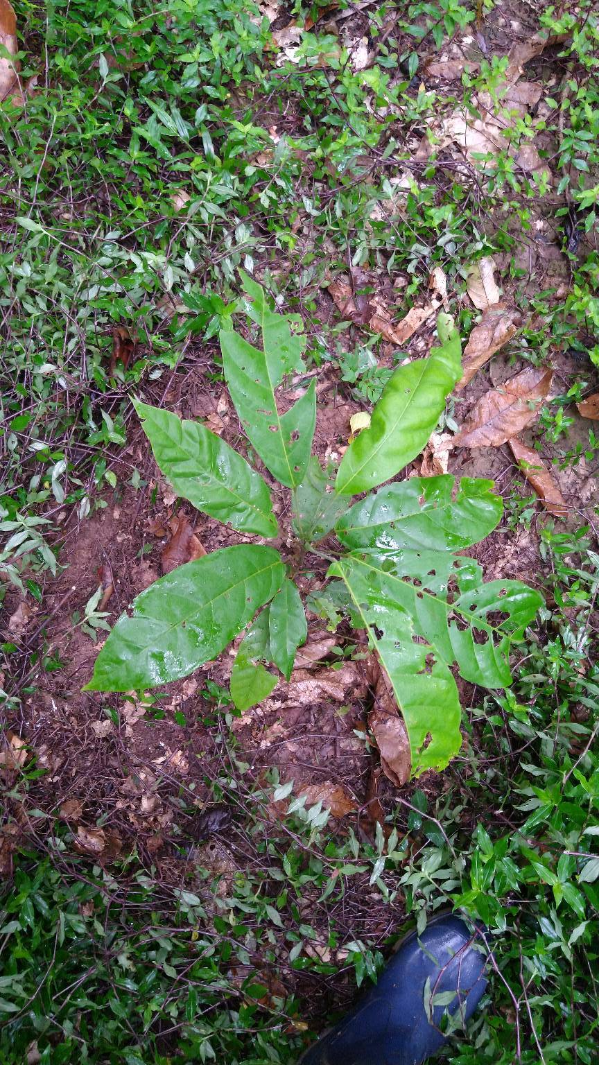 tree