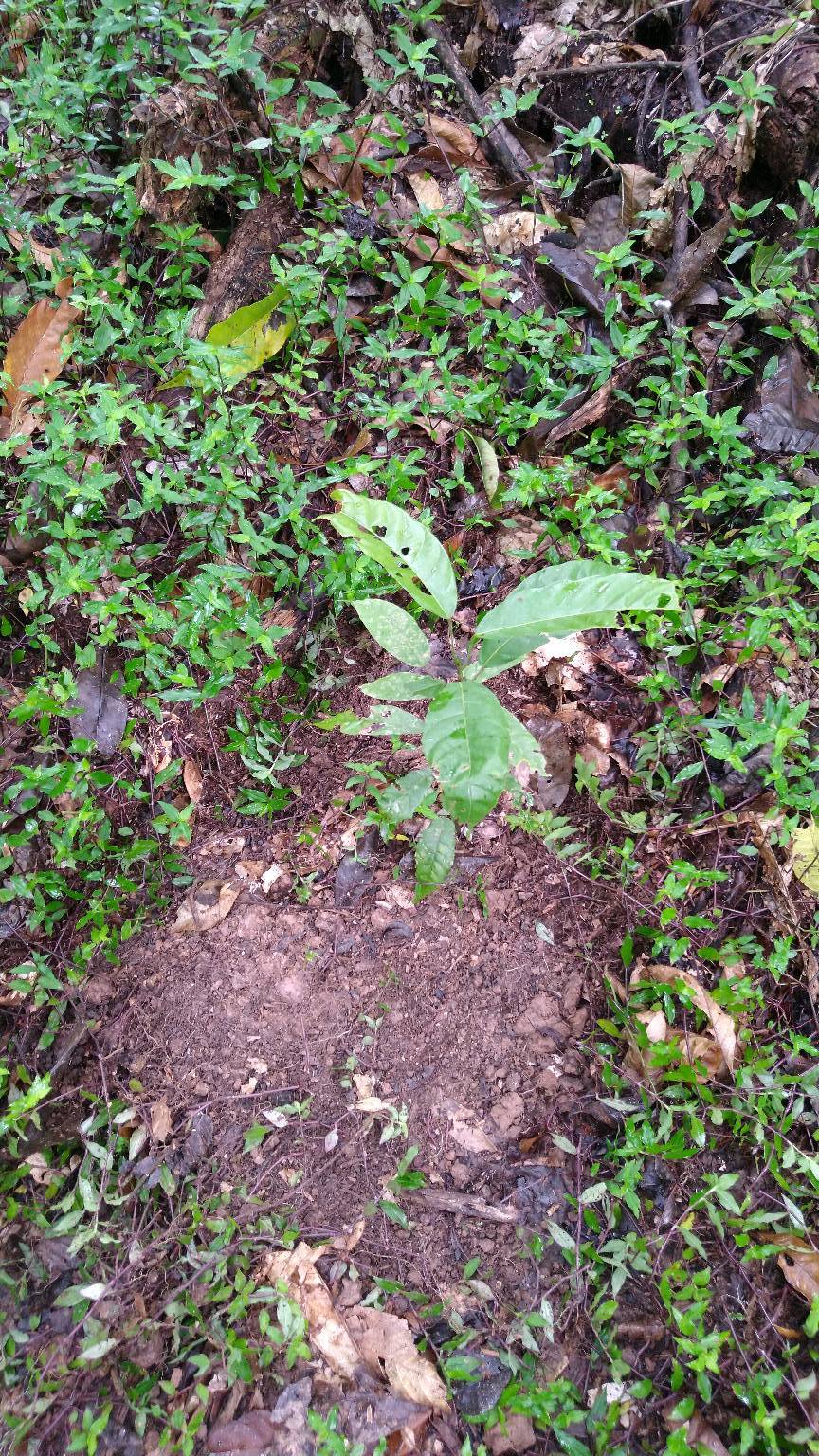 tree