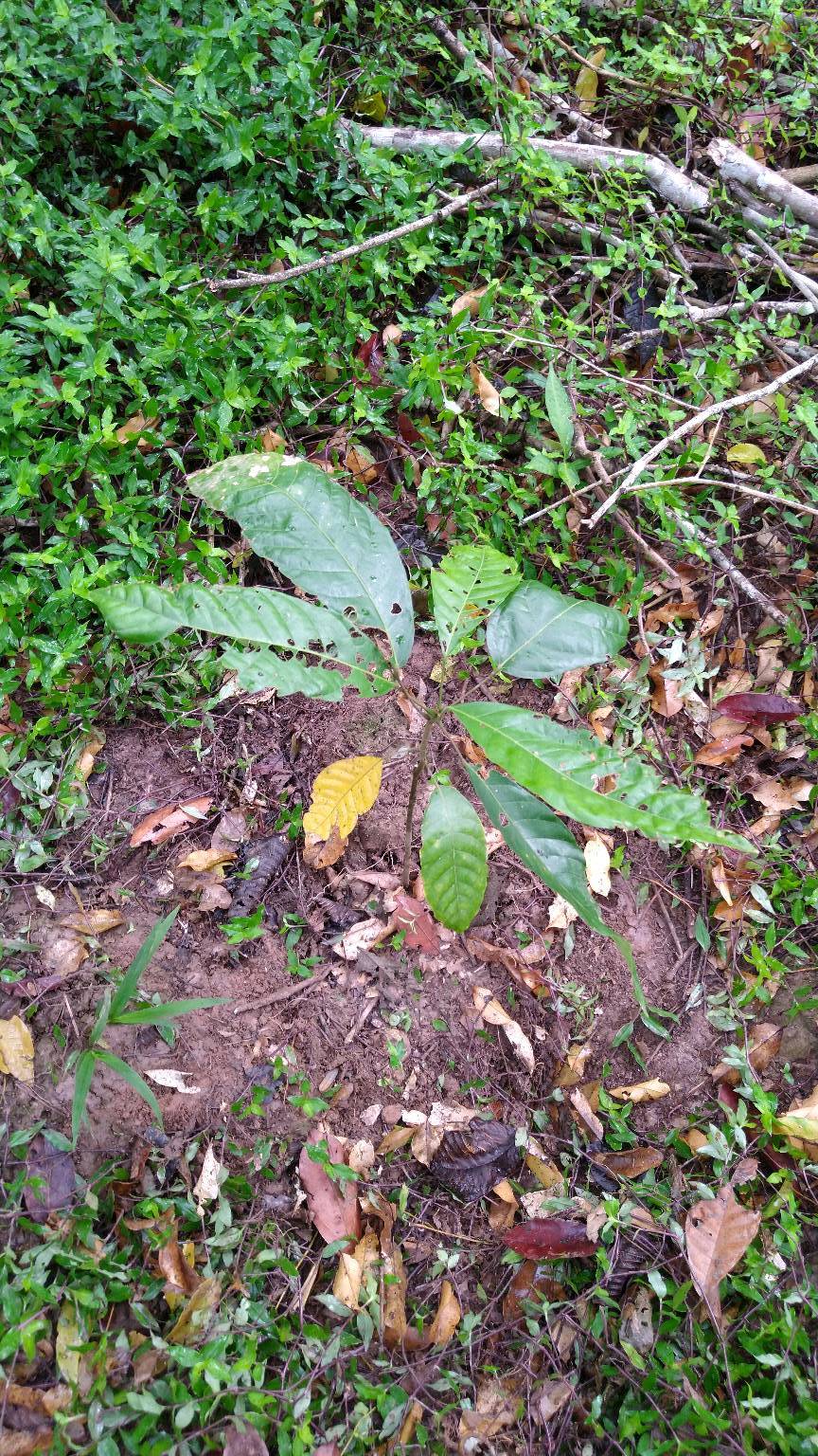 tree