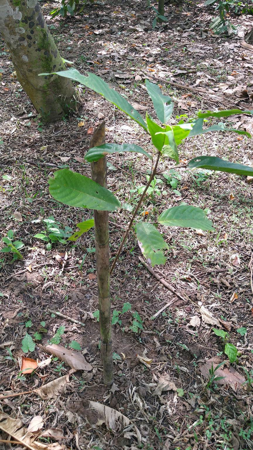 tree