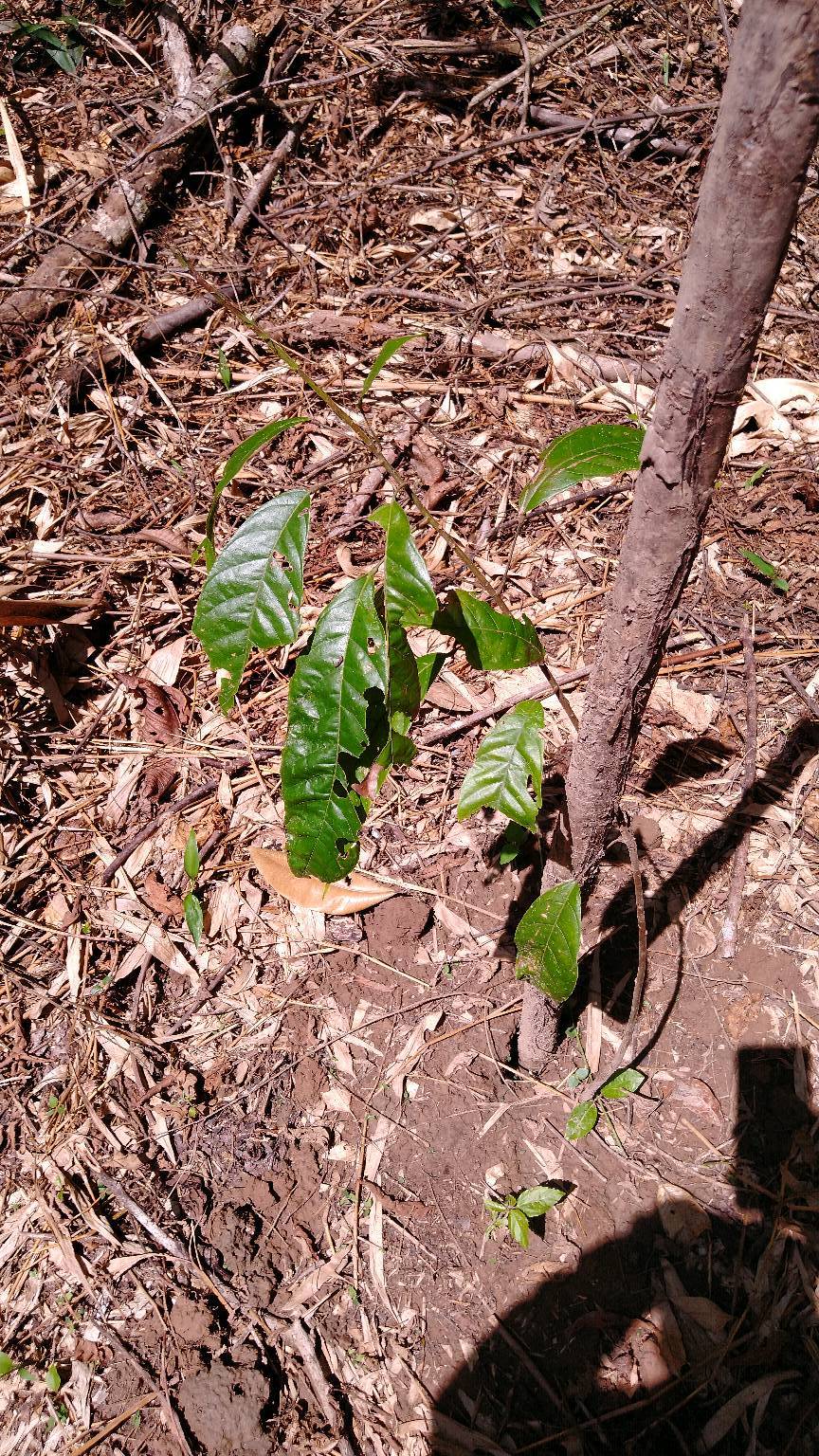 tree