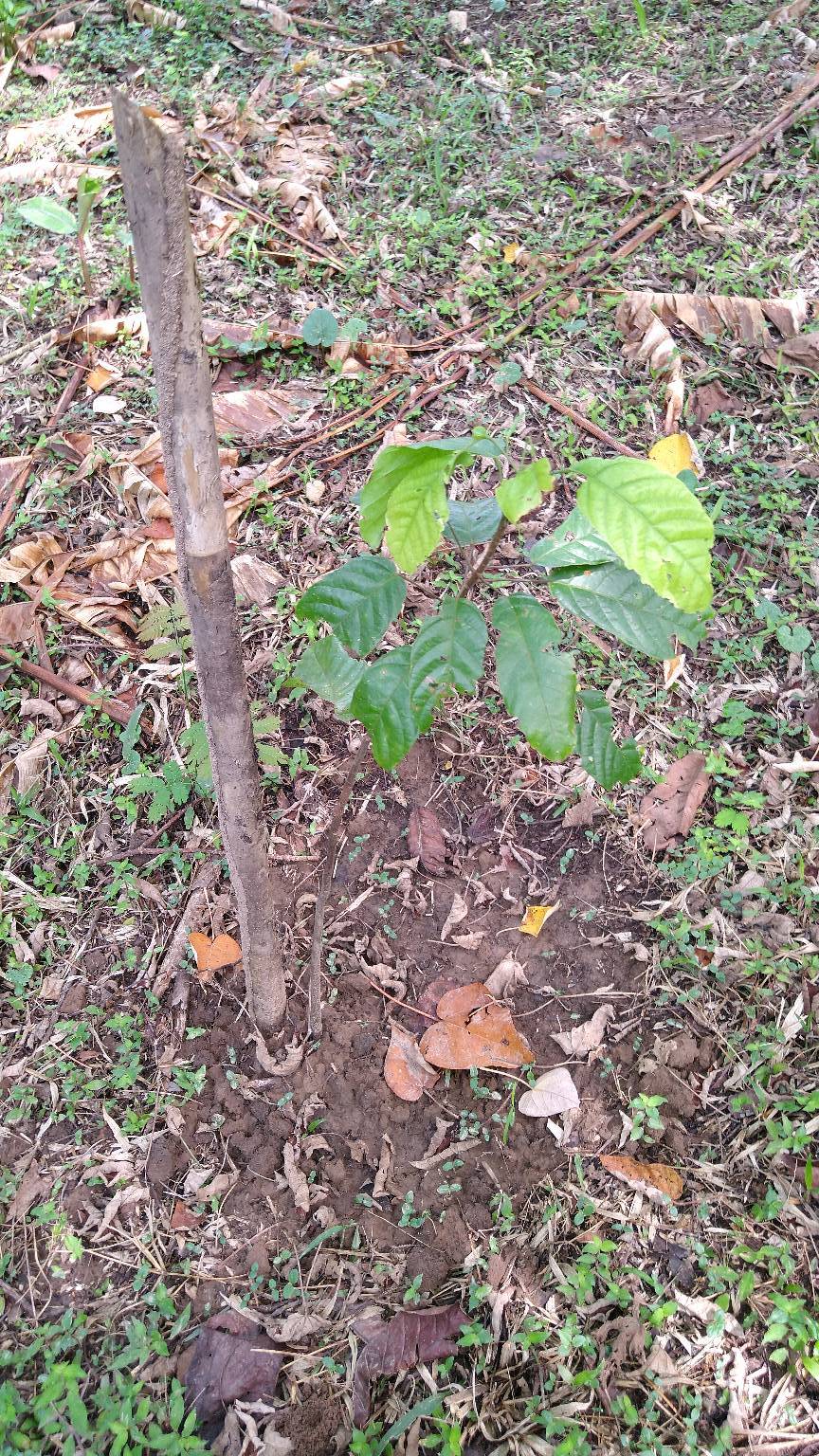 tree