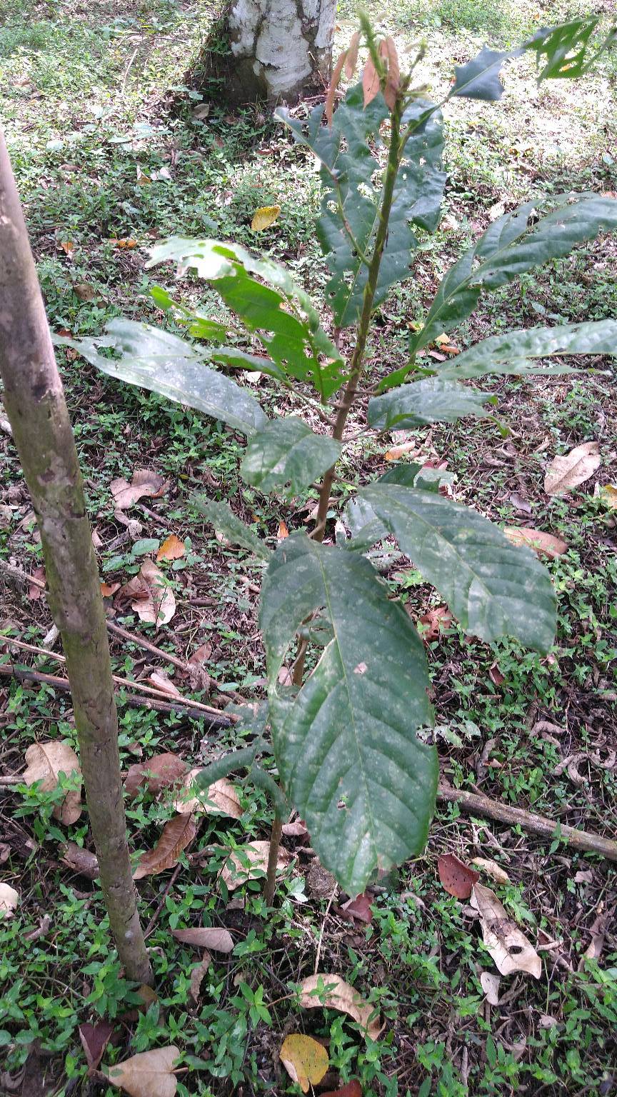 tree