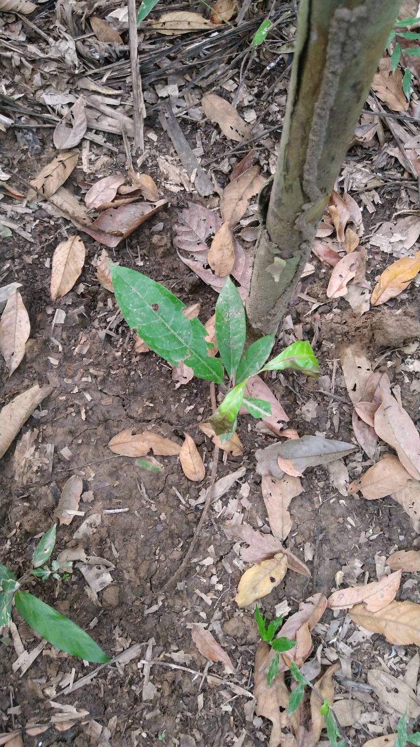 tree