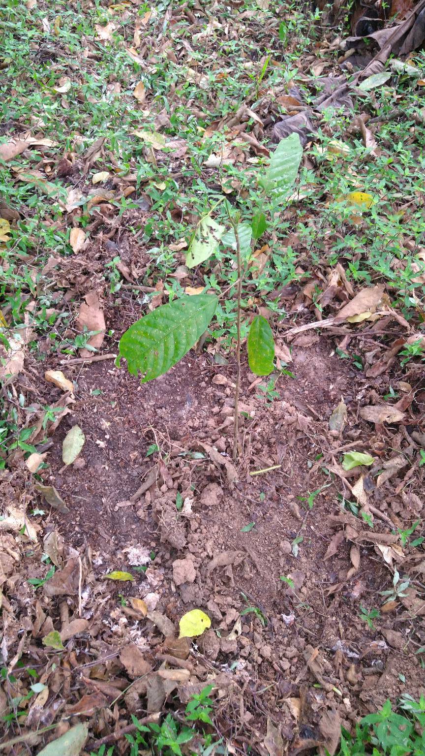 tree
