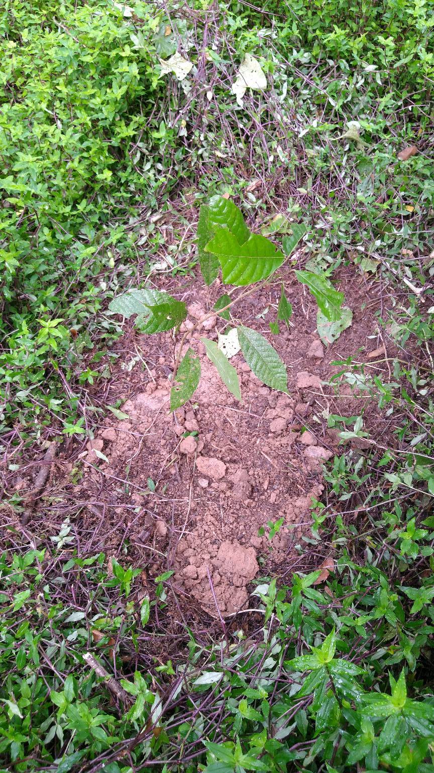 tree