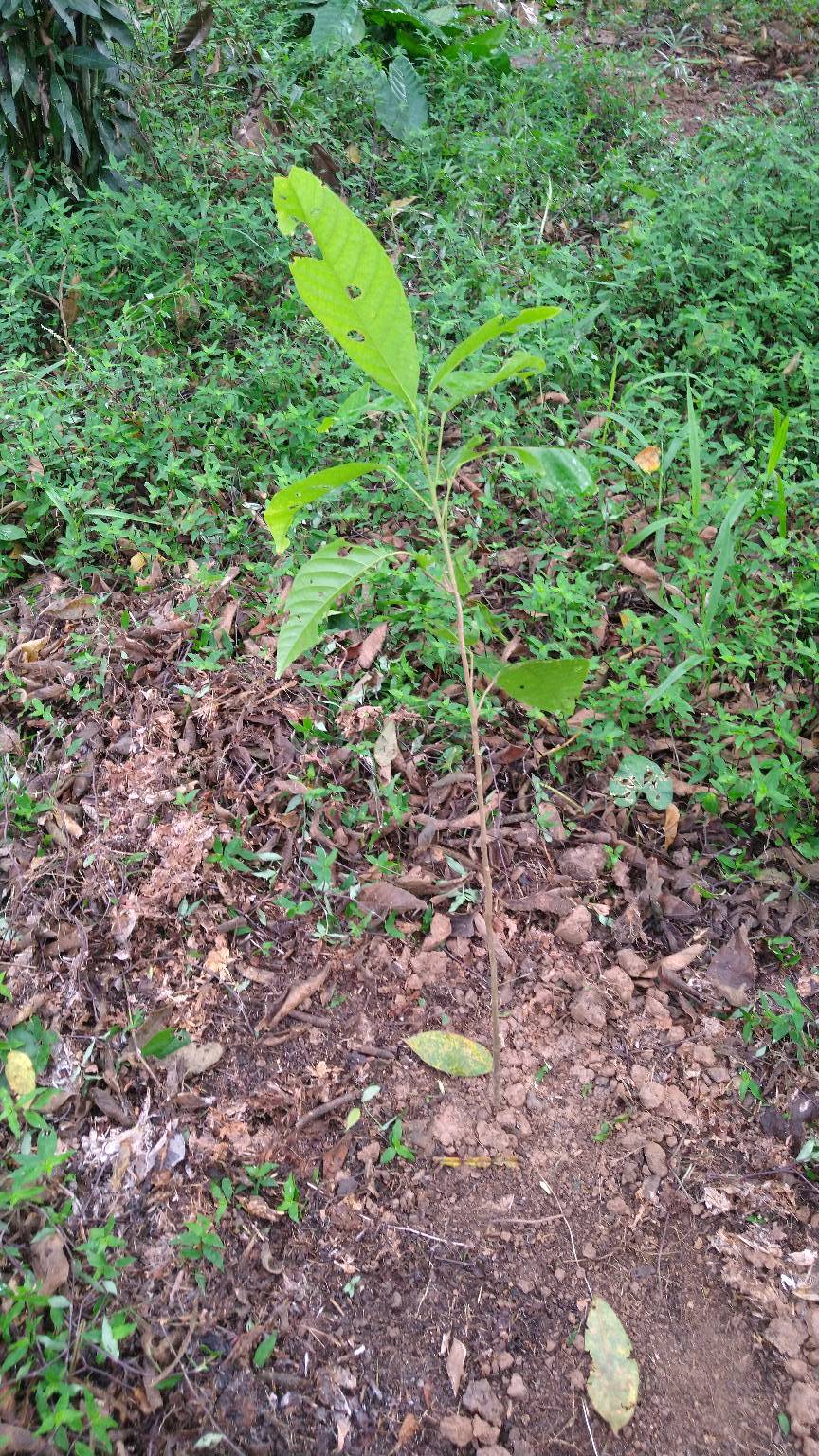 tree