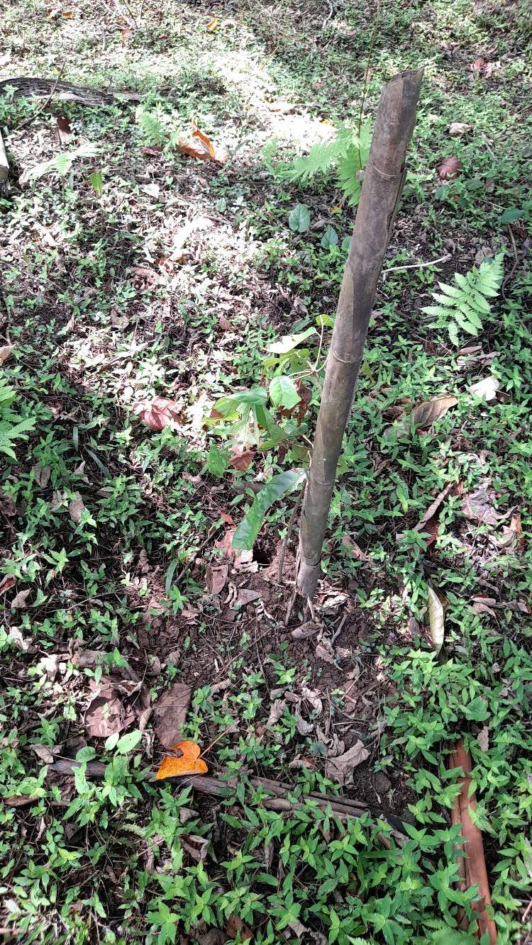 tree