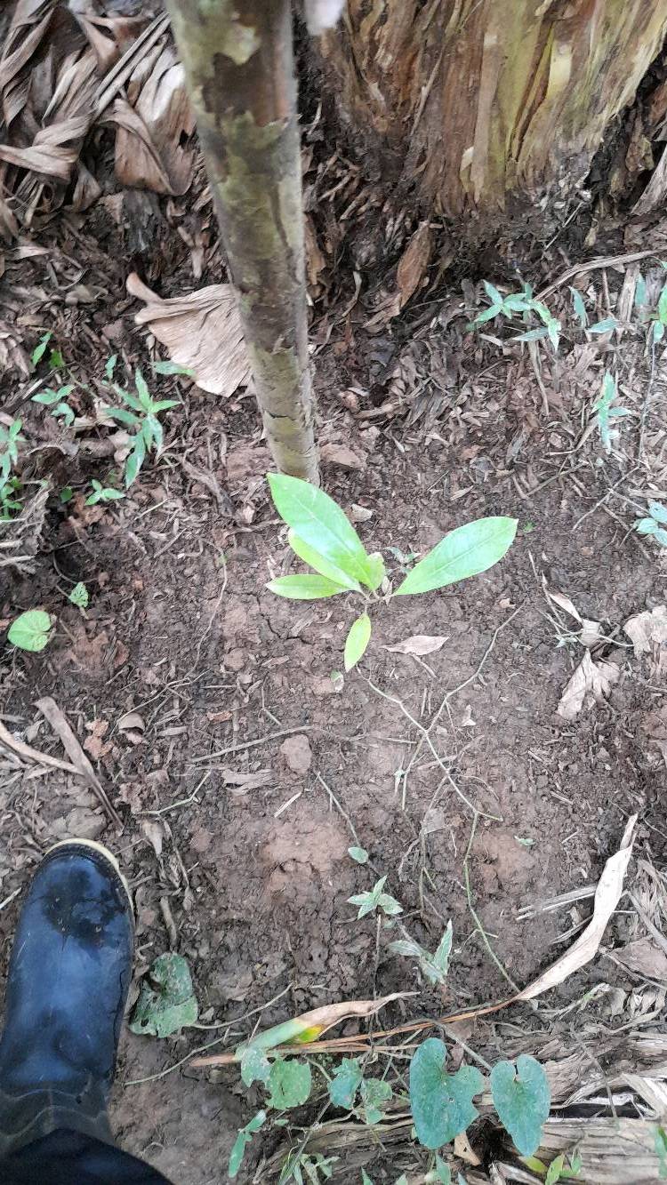 tree