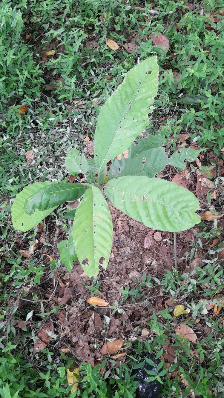 tree