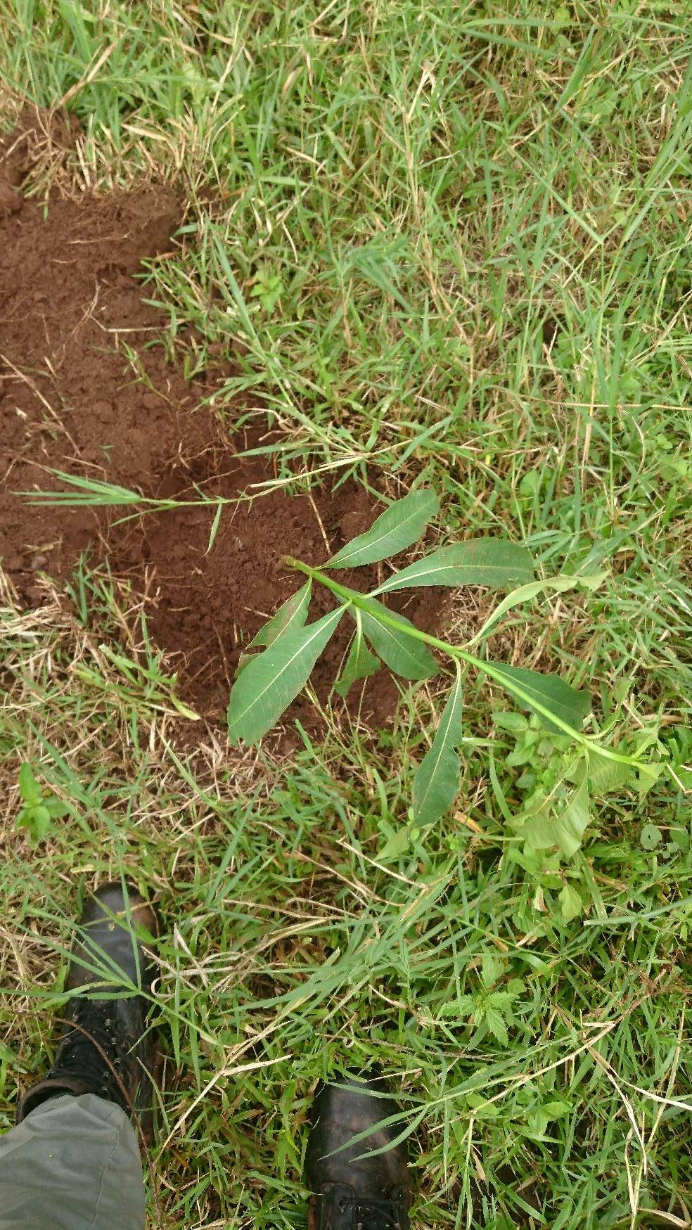 tree