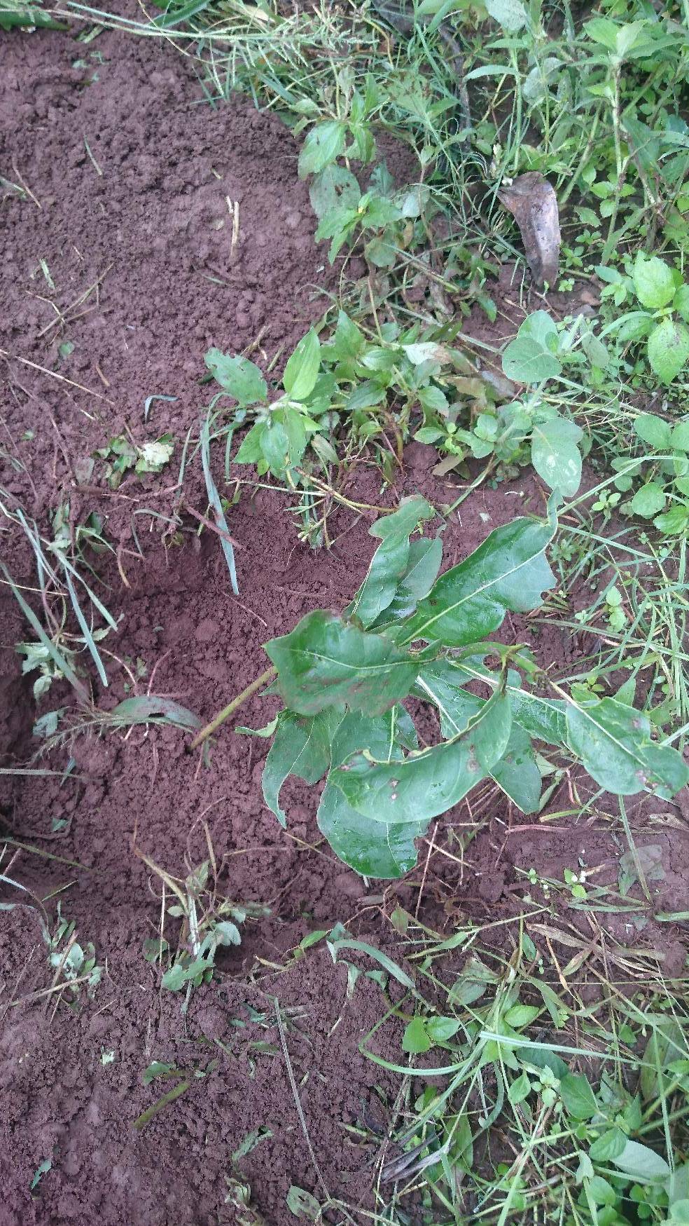 tree