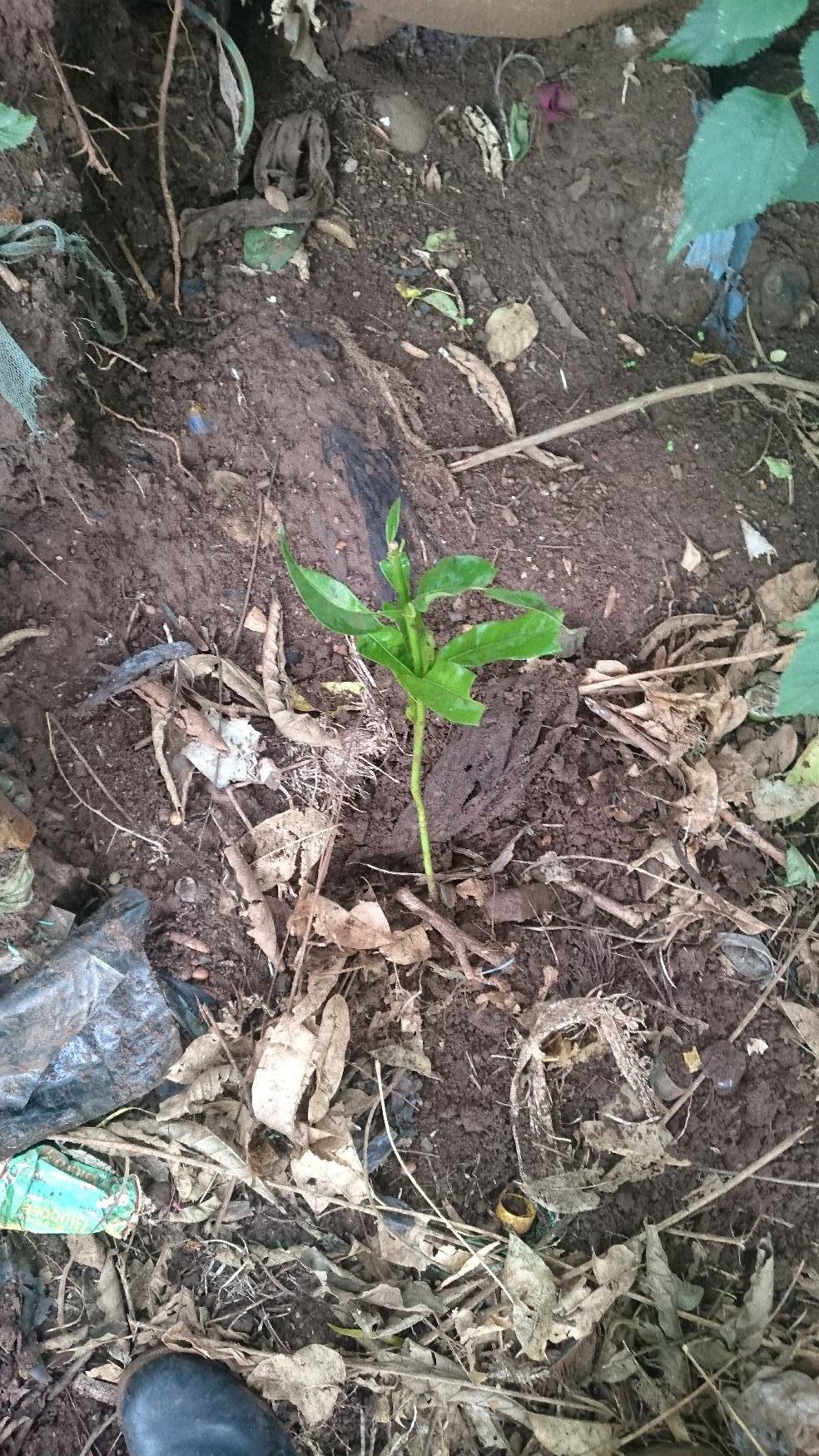 tree