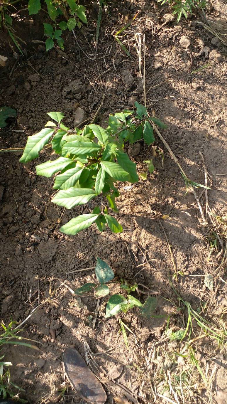 tree