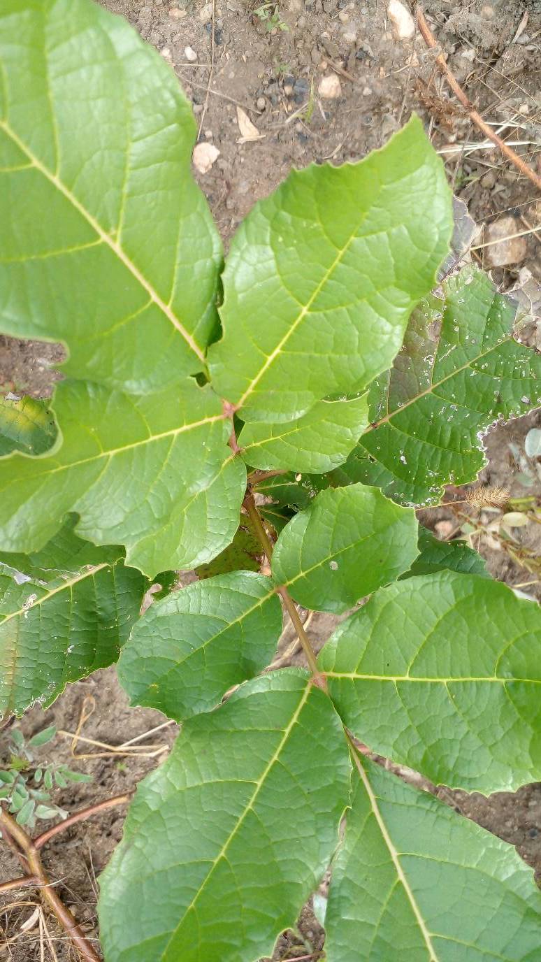tree