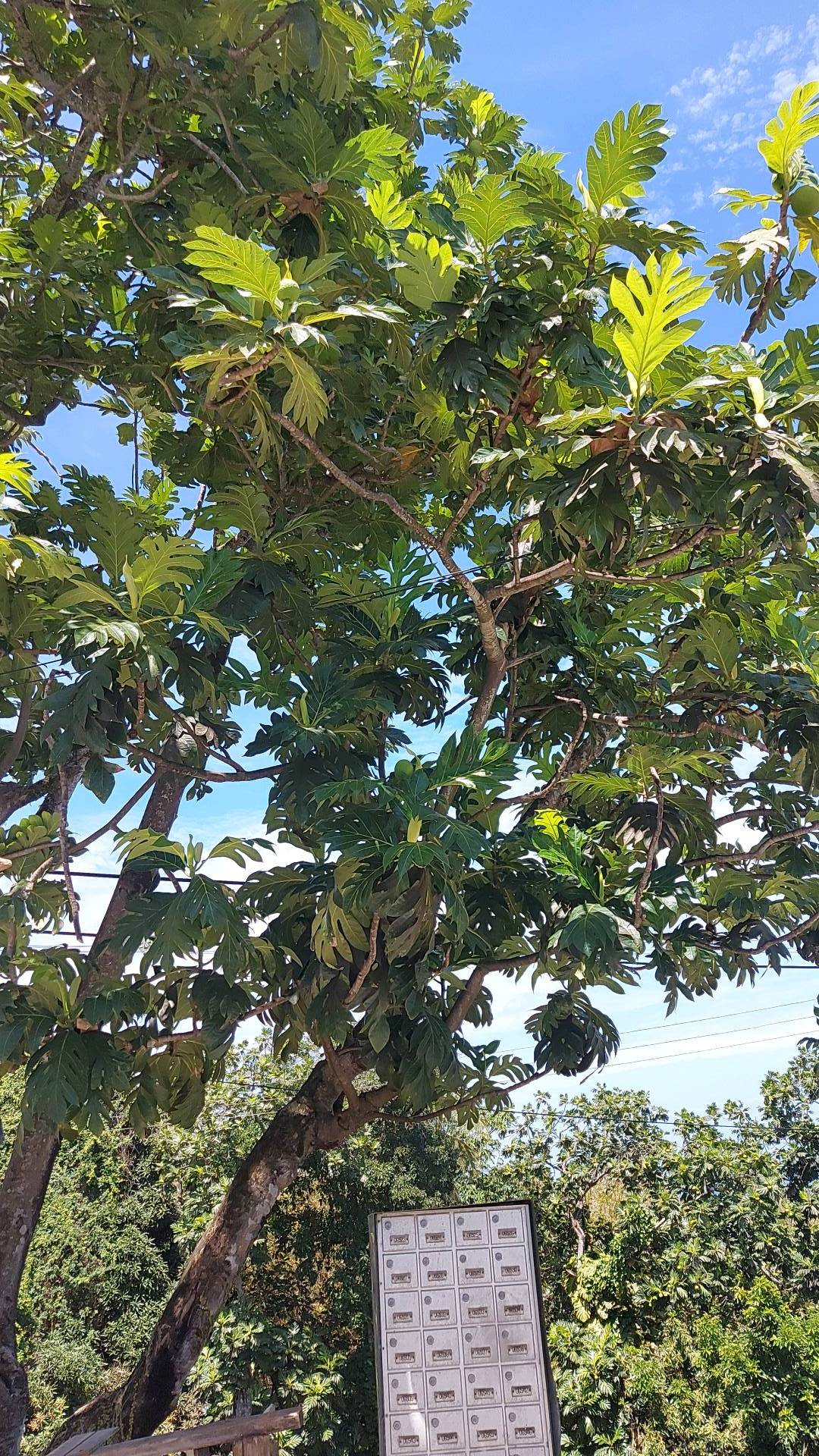 tree