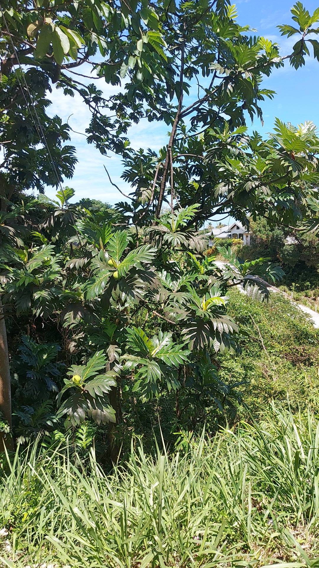tree