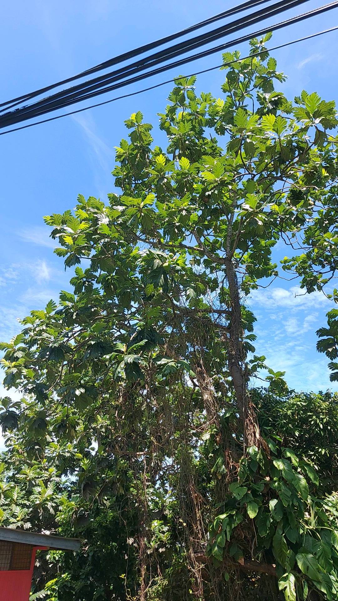 tree