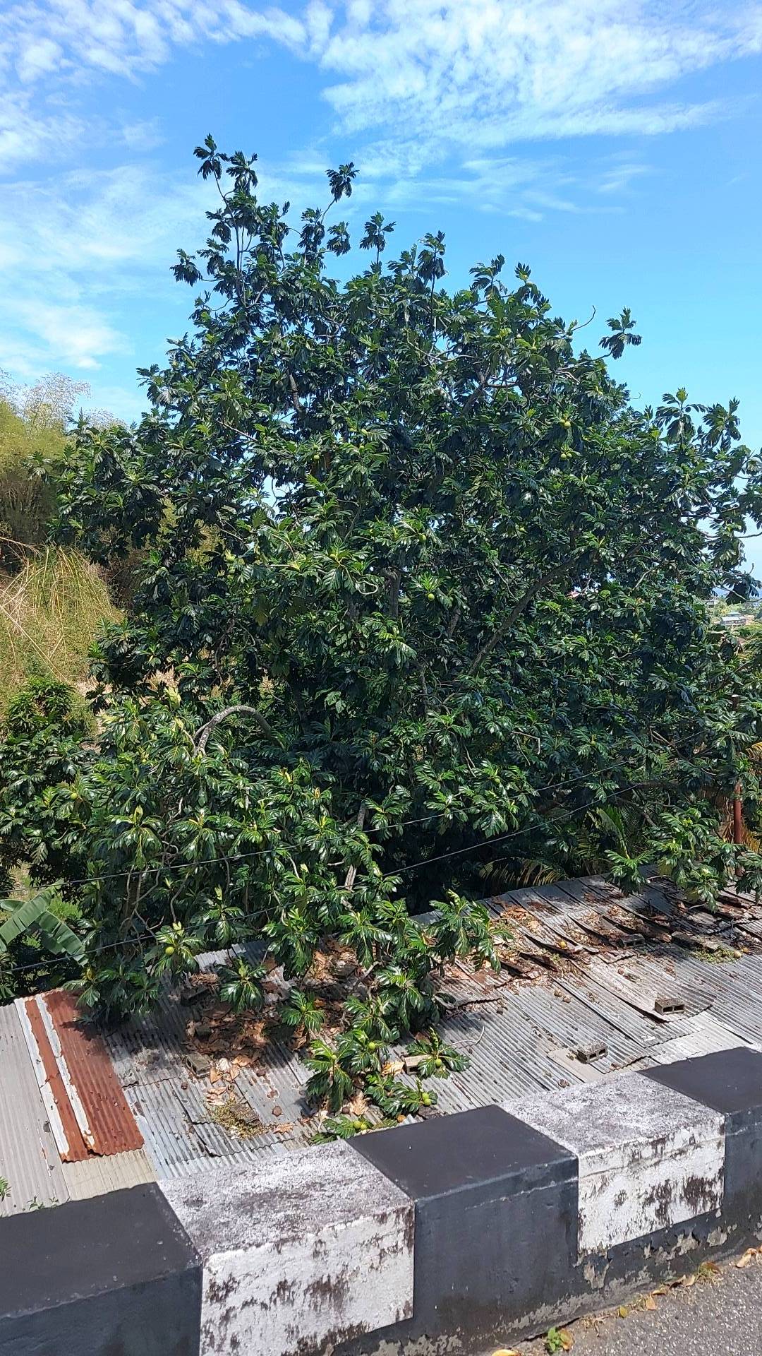 tree