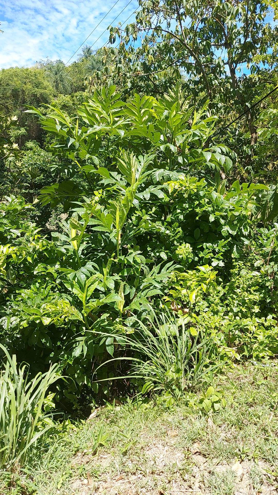 tree