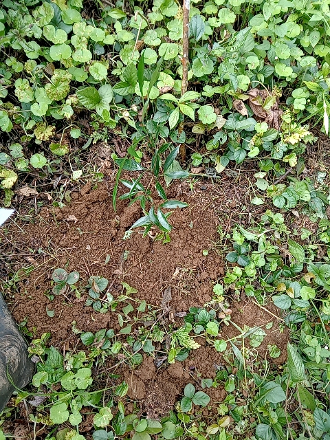 tree