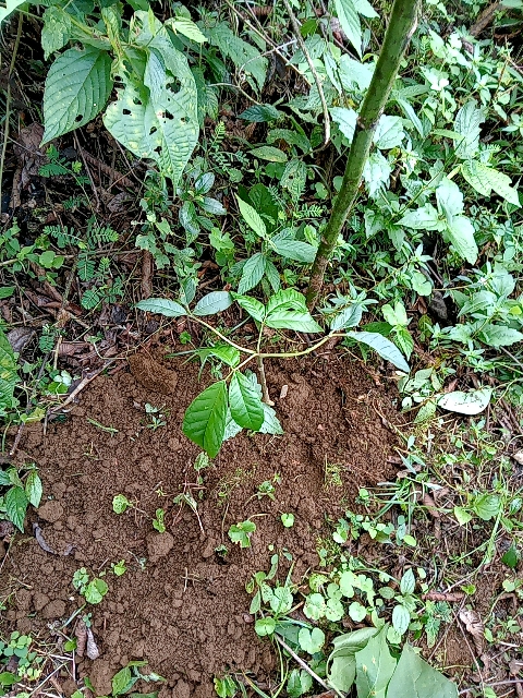 tree