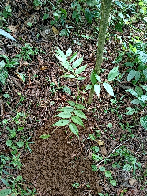 tree