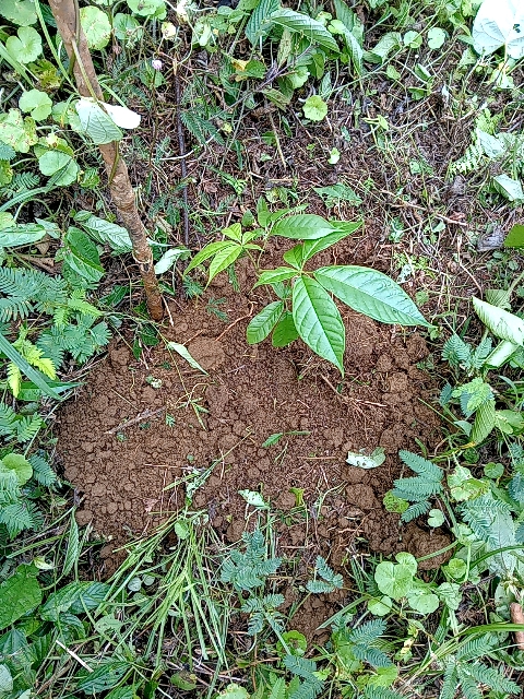 tree