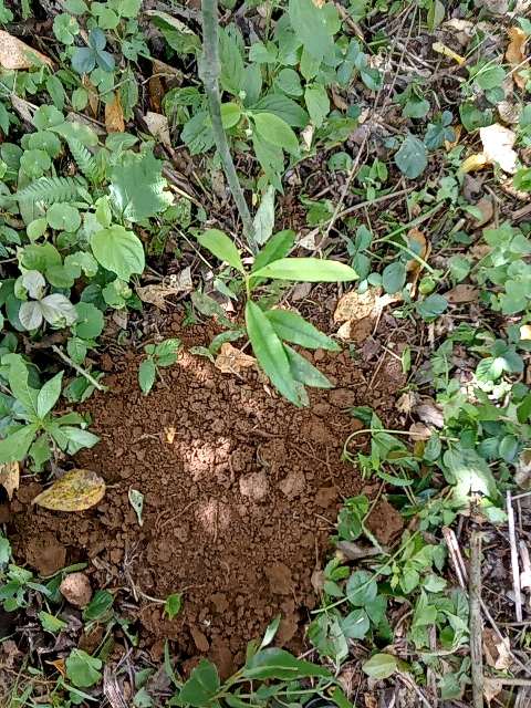 tree