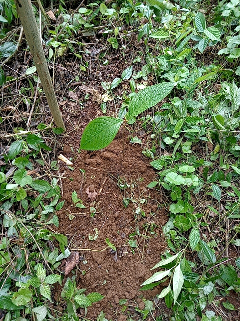 tree