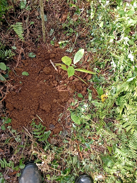 tree