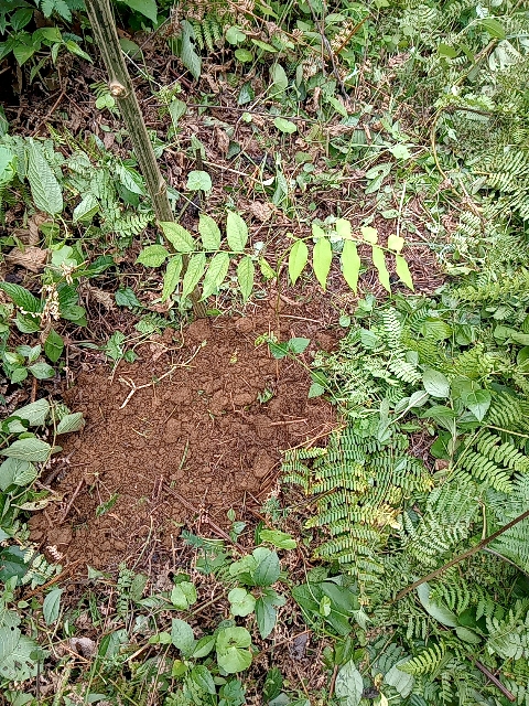 tree