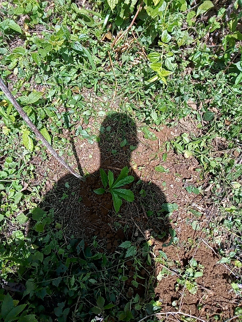 tree