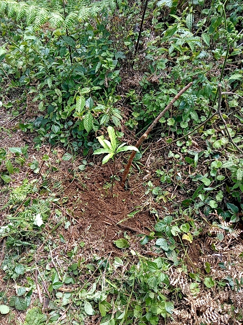 tree
