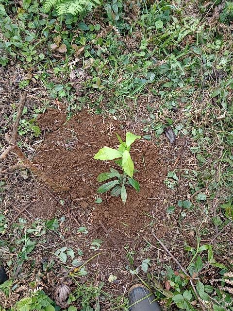 tree