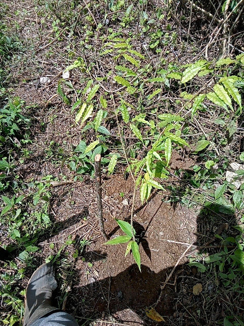 tree