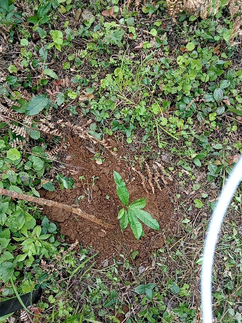 tree