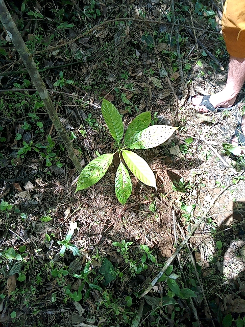 tree